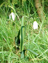 Schneegl&ouml;ckchen